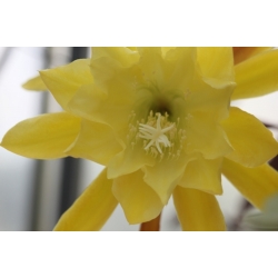 Epiphyllum The Yellow Difference